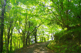 永代供養塔へ至る道